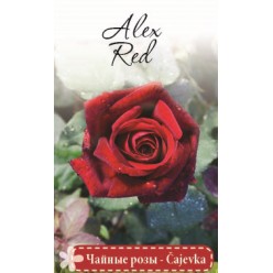 Роза Alex Red чайно-гибридная  (саж. ЗКС) коробка Сербия "RI"